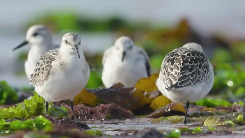 Sanderling, Calidris Alba, birds on the beach at low tide Stock Footage 250356441