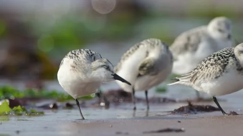Sanderling, Calidris Alba, birds on the beach at low tide 库存影片 250356478