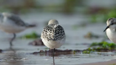 Sanderling, Calidris Alba, birds on the beach at low tide Stock Footage 250356506