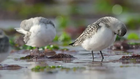 Sanderling, Calidris Alba, birds on the beach at low tide Stockbeeldmateriaal 250356526