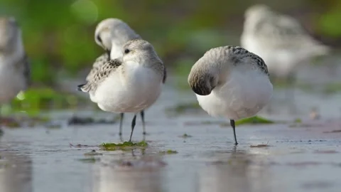 Sanderling, Calidris Alba, birds on the beach at low tide Stock Footage 250356543