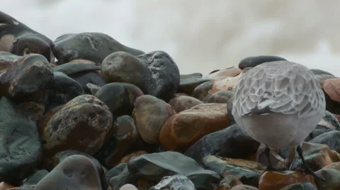 Sanderling (Calidris alba) eating a  slipper limpet Stock Footage 47206272