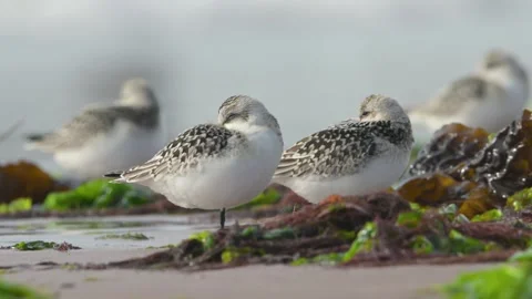 Sanderling, Calidris Alba Stock Footage 249852904