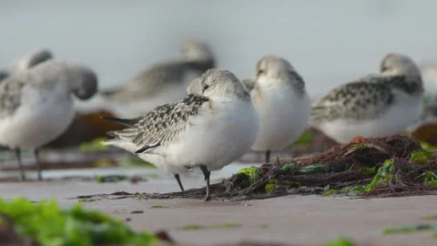 Sanderling, Calidris Alba 動画素材 249852935