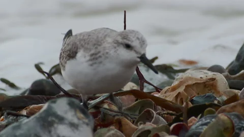 Sanderling (Calidris alba)  searching tide line for molluscs Stock Footage 137719045