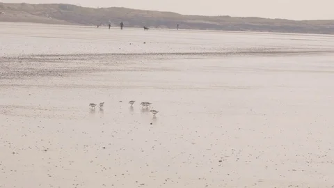 Sanderling Calidris alba small flock feeding on sandy beach with people Stock Footage 82663598