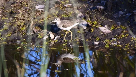 Sanderling dancing by water Stock Footage 108516615