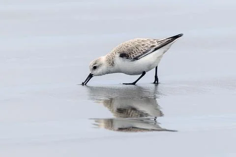 Sanderling digs in sand. Stock Photos