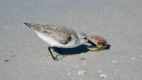 Sanderling eating a clam. Stock Footage 230197419