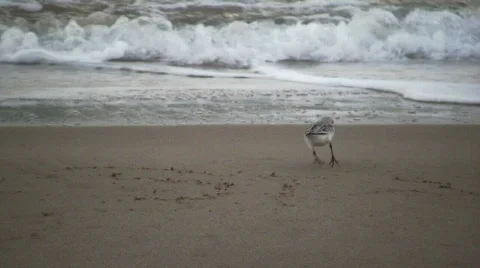 Sanderling 스톡 동영상 356327