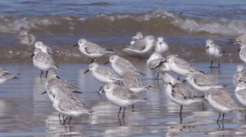 Sanderling Stock Footage 35194879