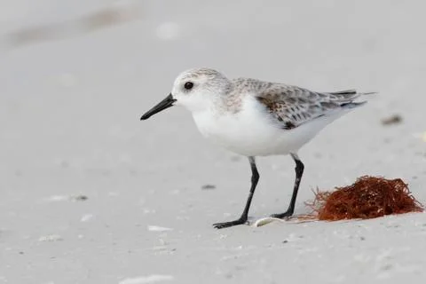 Sanderling foraging on a beach in fall - Florida Stock Photos