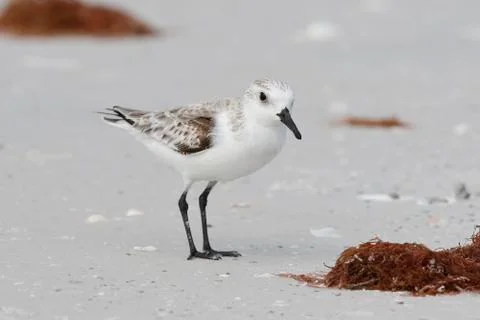 Sanderling foraging on a Florida beach in fall Stock Photos