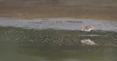 Sanderling foraging near Black-winged Stilt in shallow lake Stock Footage 314795482