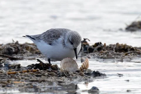 Sanderling foraging next to a scallop shell at Bull Island, Dublin Stock Photos