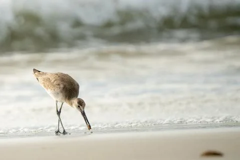Sanderling foraging Stock Photos