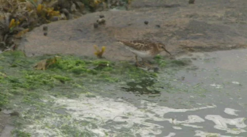Sanderling hdp Video stock 540572