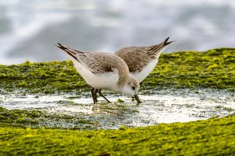 Sanderling heart Stock Photos