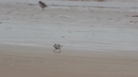 Sanderling high speed Running 스톡 동영상 23243775
