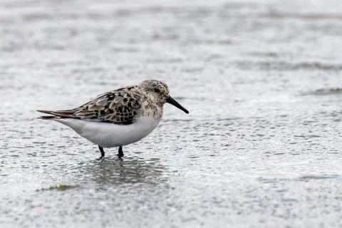 Sanderling with patterned back in shallow water Stock Photos