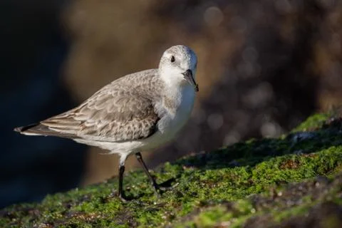 Sanderling Stock Photos