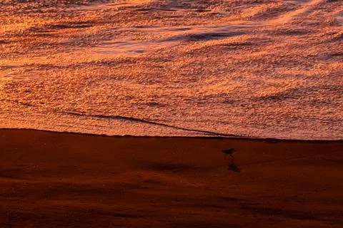 Sanderling Fotos de archivo