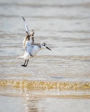 Sanderling Foto stock