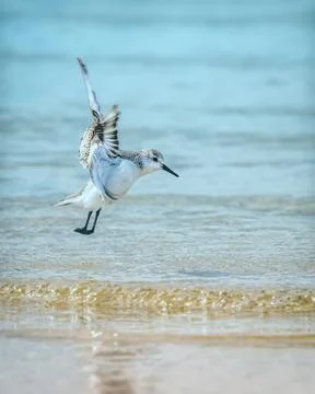 Sanderling Stock Photos