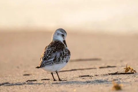 Sanderling Stock Photos