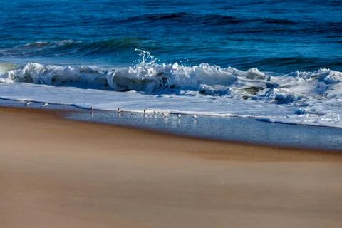 Sanderling playing in the waves Stock Photos