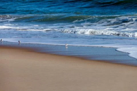 Sanderling playing in the waves Stock Photos