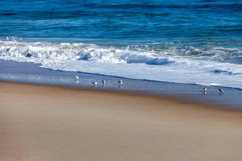 Sanderling playing in the waves Stock Photos
