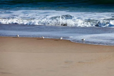 Sanderling playing in the waves Stock Photos