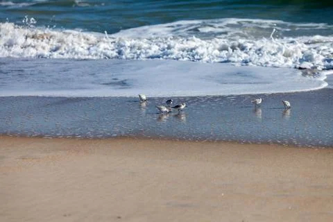 Sanderling playing in the waves Stock Photos