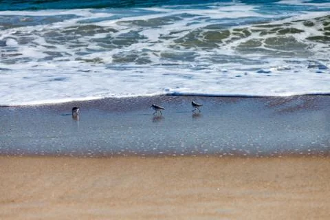 Sanderling playing in the waves Stock Photos