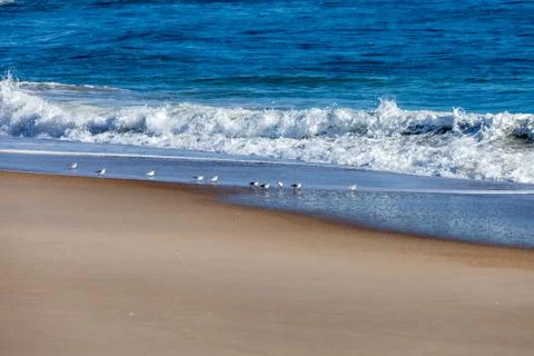 Sanderling playing in the waves Stock Photos