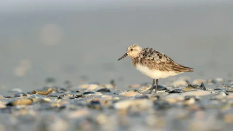 Sanderling preening Stock Footage 200623711