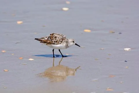 Sanderling Reflected on an Ocean Beach Stockfoto's