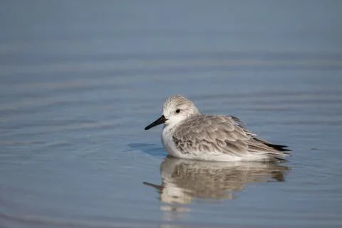Sanderling resting in a tidal pool Foto stock
