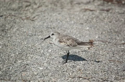 Sanderling in the Sand Stock Photos