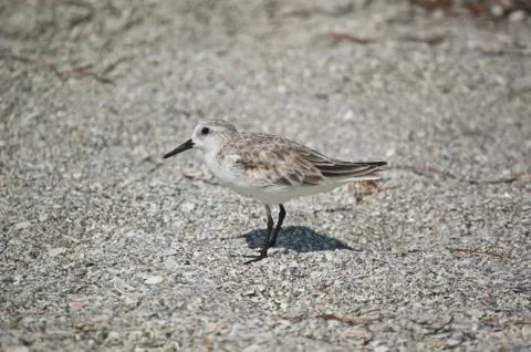 Sanderling on the Sand Stock Photos