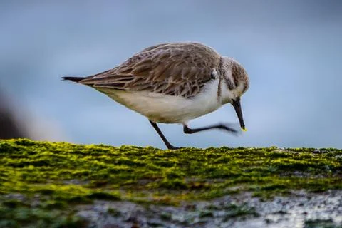 Sanderling scratch Stock Photos