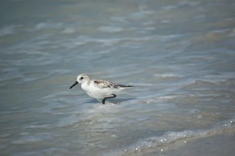 Sanderling on the Shore Stock Photos