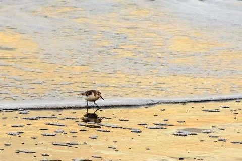 Sanderling on the shore Stock Photos