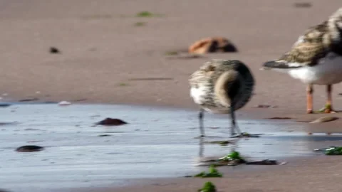 Sanderling, Turnstone and Dunlin in environment. Stock-Footage 141492355