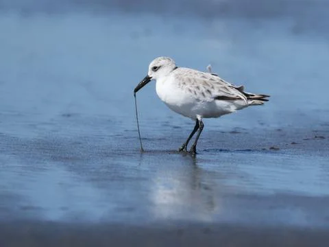 Sanderling with Worm Stock Photos