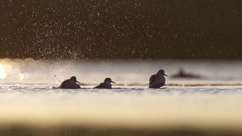 Sanderlings bathing Stock Footage 195279324
