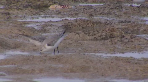 Sanderlings feeding on shore 01 Stock Footage 10714979