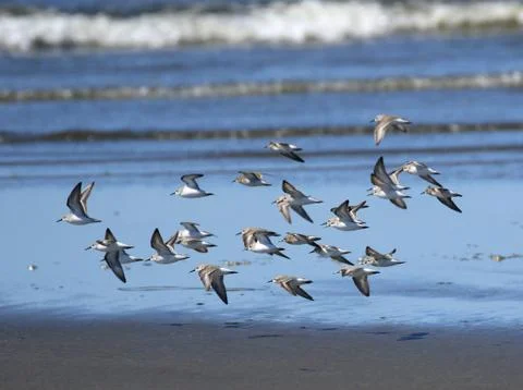 Sanderlings in Flight Stock Photos