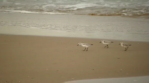 Sanderlings 库存影片 302598